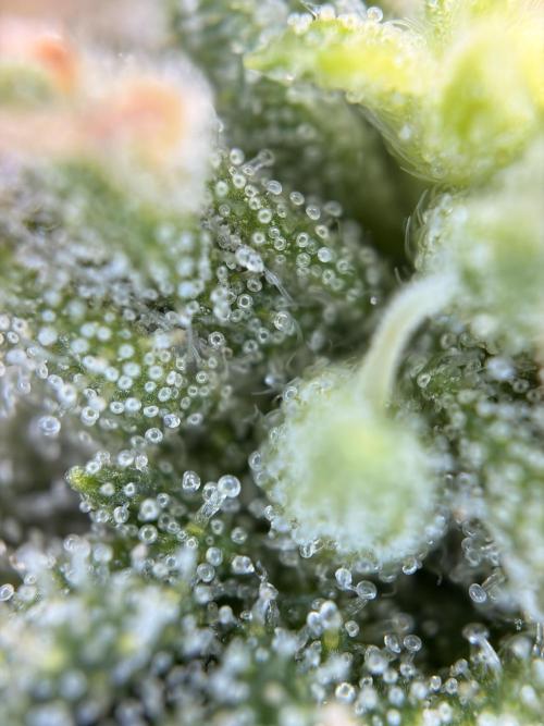 The gassy one/ AutoPot + Athena run. Week 10