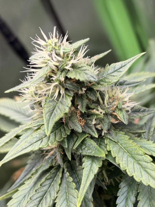 Karels Herer Haze/ AutoPot + Athena. Week 9