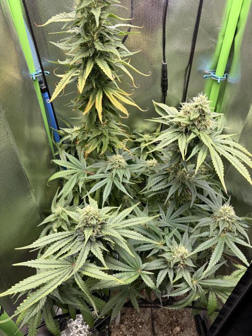 Karels Herer Haze/ AutoPot + Athena. Week 9