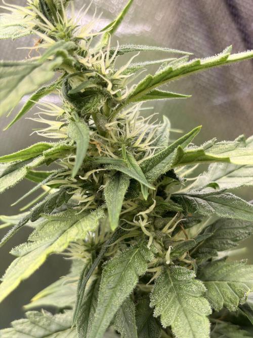 Karels Herer Haze/ AutoPot + Athena. Week 9