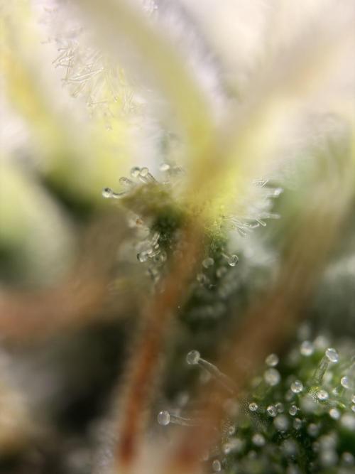 Karels Herer Haze/ AutoPot + Athena. Week 9