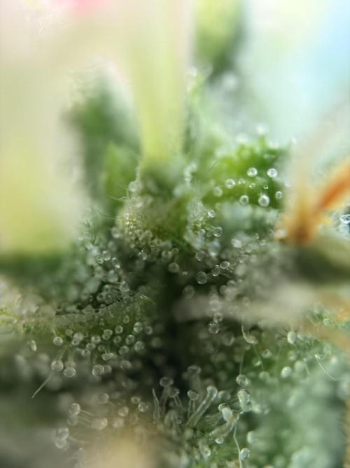 Karels Herer Haze/ AutoPot + Athena. Week 9