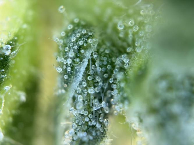 Karels Herer Haze/ AutoPot + Athena. Week 9