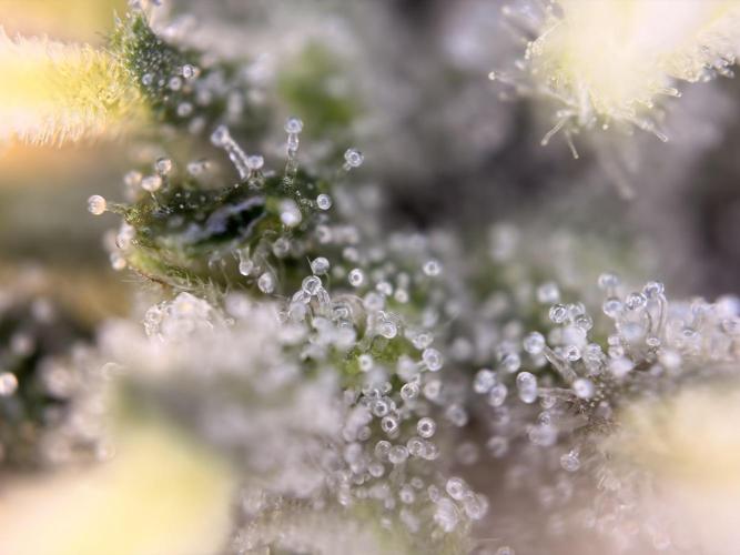 Karels Herer Haze/ AutoPot + Athena. Week 9