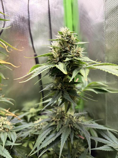 Karels Herer Haze/ AutoPot + Athena. Week 9