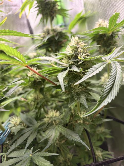 Karels Herer Haze/ AutoPot + Athena. Week 9