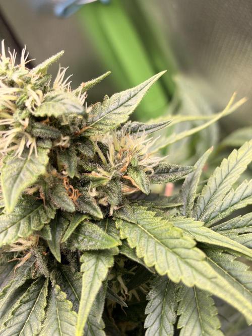 Karels Herer Haze/ AutoPot + Athena. Week 9