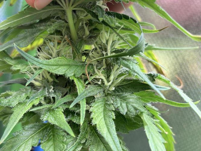 Karels Herer Haze/ AutoPot + Athena. Week 9