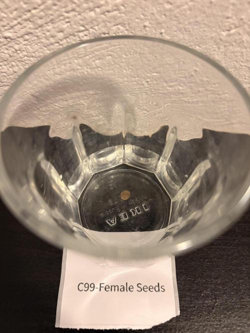 C99 – Flying High in the Mini Lab. Week 0