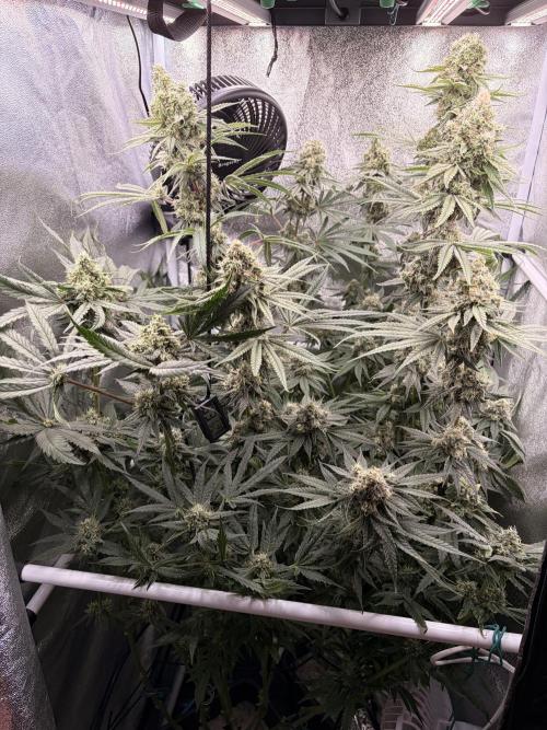 The gassy one/ AutoPot + Athena run. Week 11