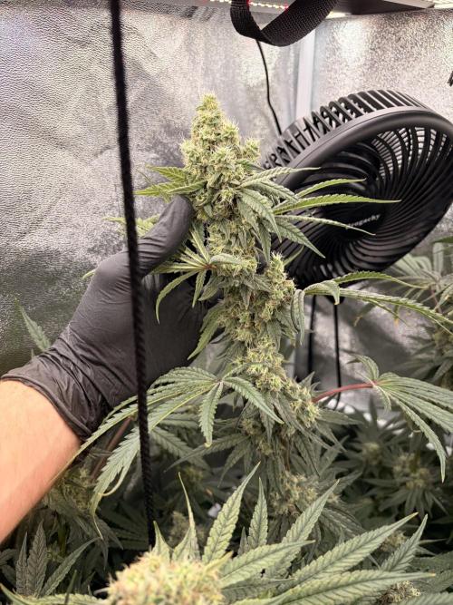 The gassy one/ AutoPot + Athena run. Week 11