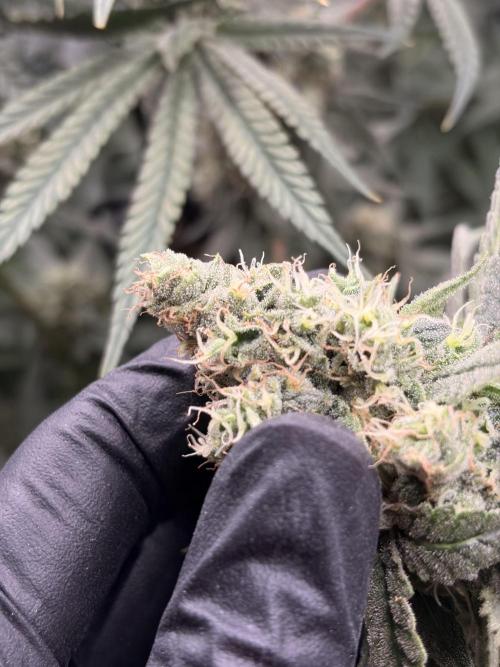 The gassy one/ AutoPot + Athena run. Week 11