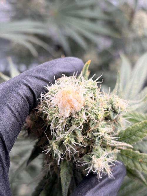 The gassy one/ AutoPot + Athena run. Week 11