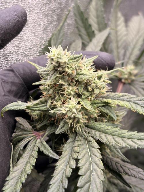The gassy one/ AutoPot + Athena run. Week 11