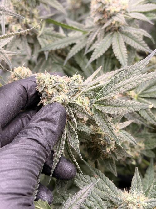The gassy one/ AutoPot + Athena run. Week 11