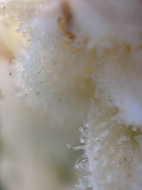 Super Sativa Seed Club - The Gassy One by TheCalyxLaboratory