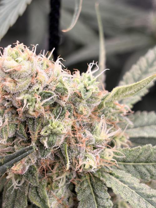 The gassy one/ AutoPot + Athena run. Week 11