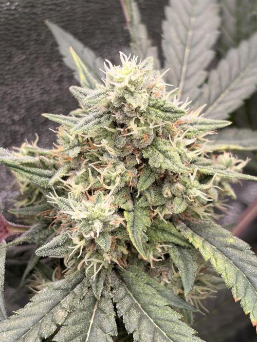 The gassy one/ AutoPot + Athena run. Week 11