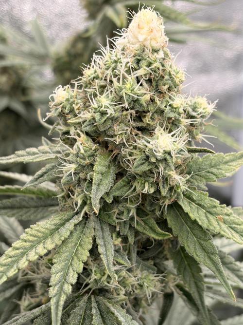 The gassy one/ AutoPot + Athena run. Week 11