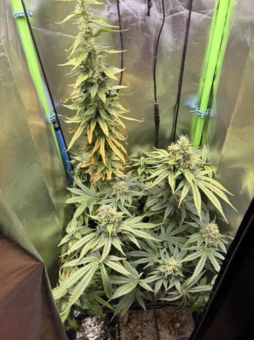 Karels Herer Haze/ AutoPot + Athena. Week 10