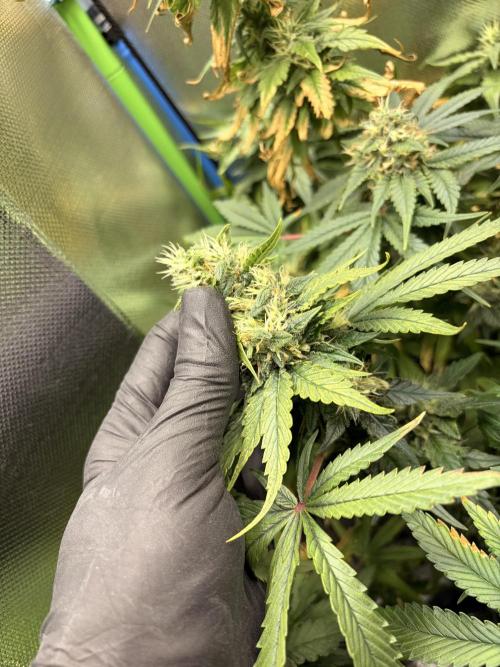 Karels Herer Haze/ AutoPot + Athena. Week 10