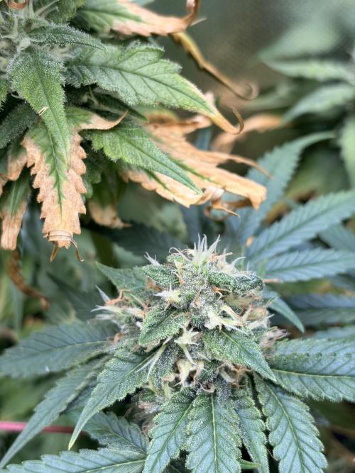 Karels Herer Haze/ AutoPot + Athena. Week 10