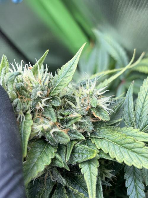 Karels Herer Haze/ AutoPot + Athena. Week 10