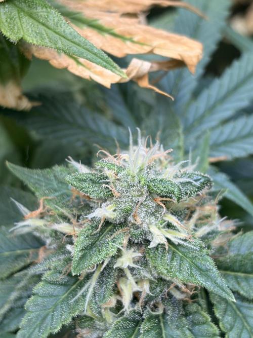 Karels Herer Haze/ AutoPot + Athena. Week 10