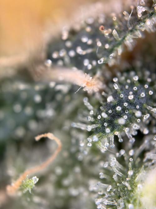 Karels Herer Haze/ AutoPot + Athena. Week 10