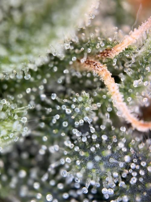 Karels Herer Haze/ AutoPot + Athena. Week 10
