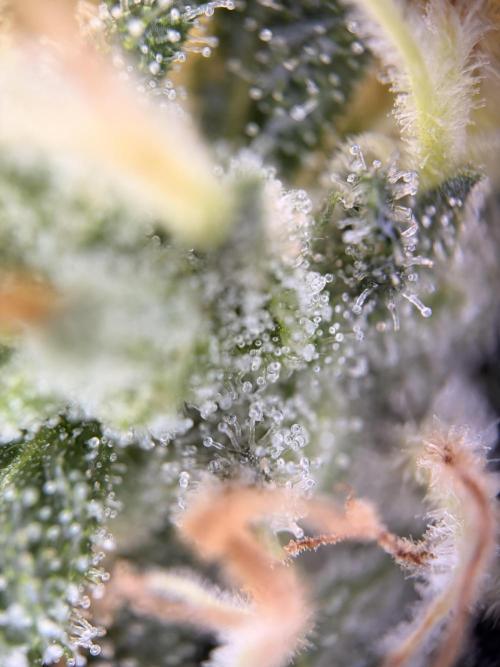 Karels Herer Haze/ AutoPot + Athena. Week 10