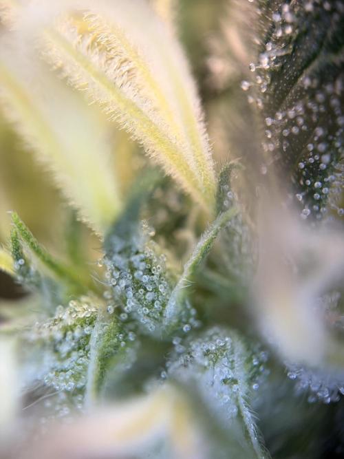 Karels Herer Haze/ AutoPot + Athena. Week 10