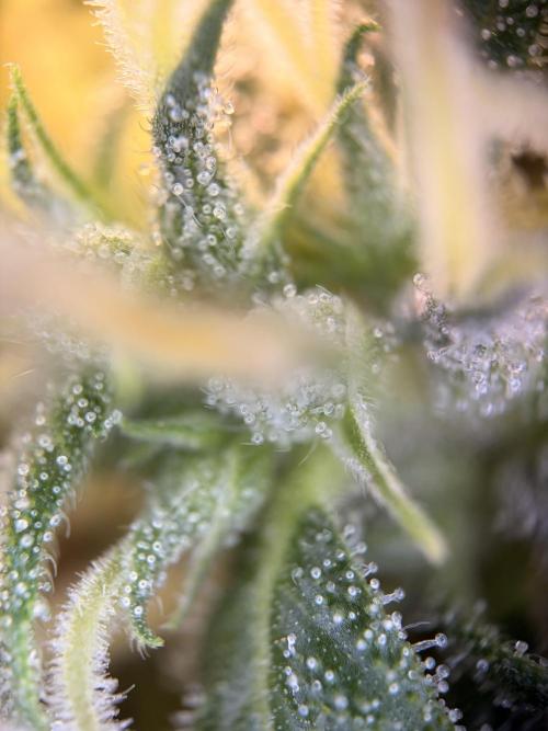 Karels Herer Haze/ AutoPot + Athena. Week 10