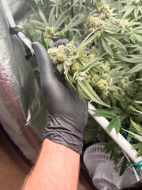 The gassy one/ AutoPot + Athena run. Week 12