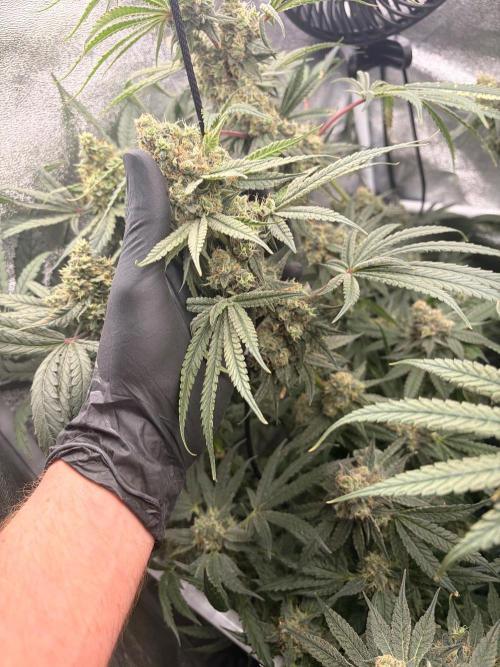 The gassy one/ AutoPot + Athena run. Week 12