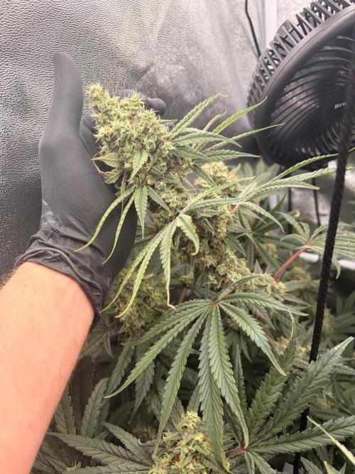 The gassy one/ AutoPot + Athena run. Week 12