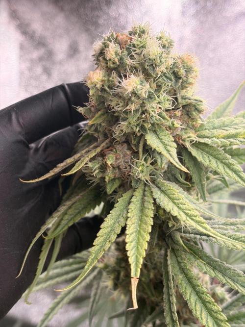 The gassy one/ AutoPot + Athena run. Week 12