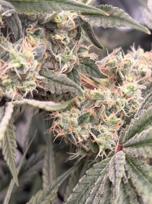 The gassy one/ AutoPot + Athena run. Week 12