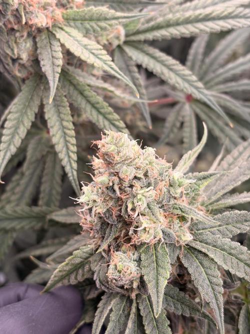 The gassy one/ AutoPot + Athena run. Week 12