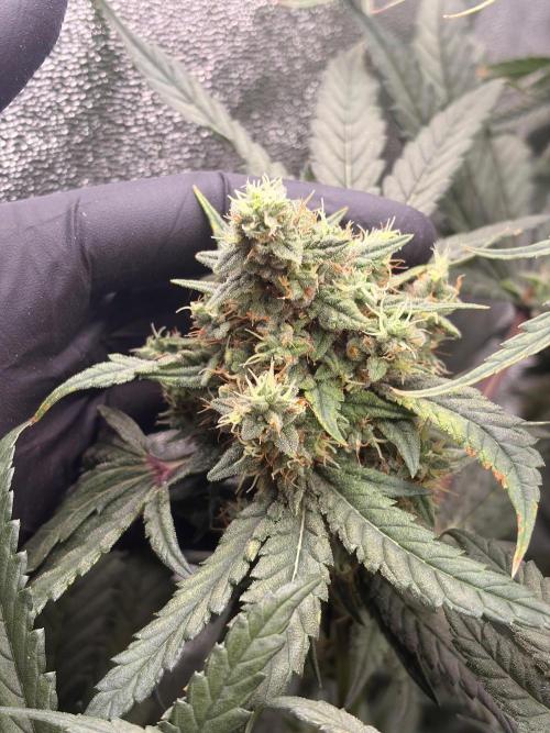 The gassy one/ AutoPot + Athena run. Week 12