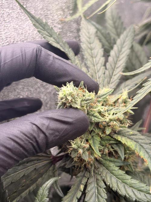 The gassy one/ AutoPot + Athena run. Week 12