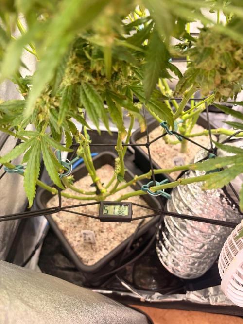The gassy one/ AutoPot + Athena run. Week 12