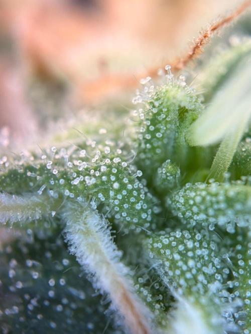 The gassy one/ AutoPot + Athena run. Week 12