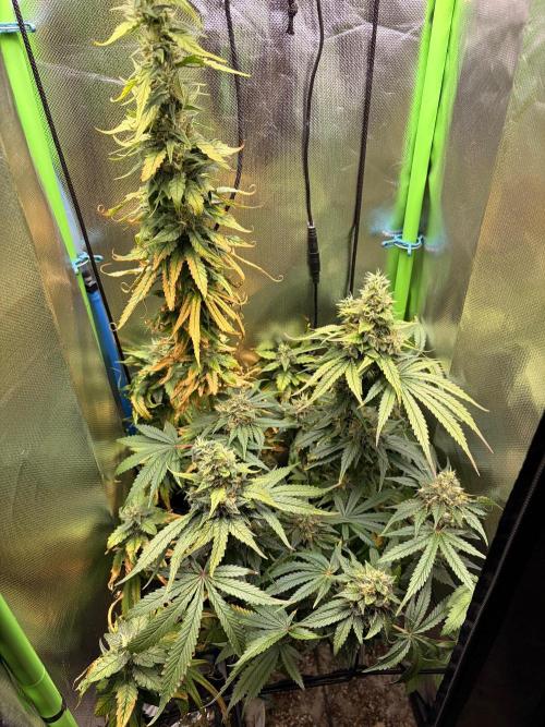 Karels Herer Haze/ AutoPot + Athena. Week 11