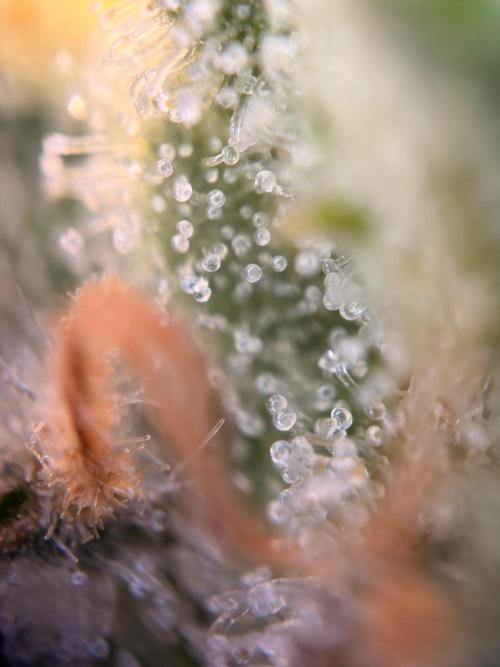 Karels Herer Haze/ AutoPot + Athena. Week 11