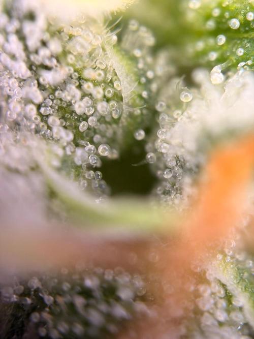 Karels Herer Haze/ AutoPot + Athena. Week 11