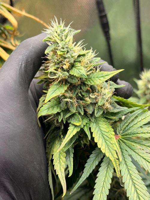 Karels Herer Haze/ AutoPot + Athena. Week 11