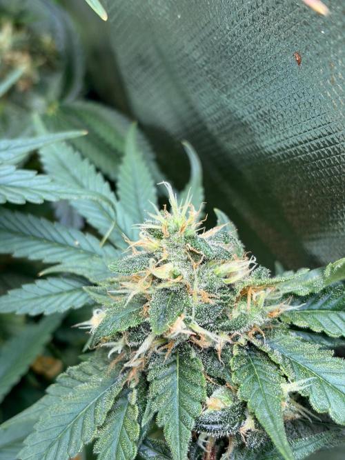 Karels Herer Haze/ AutoPot + Athena. Week 11