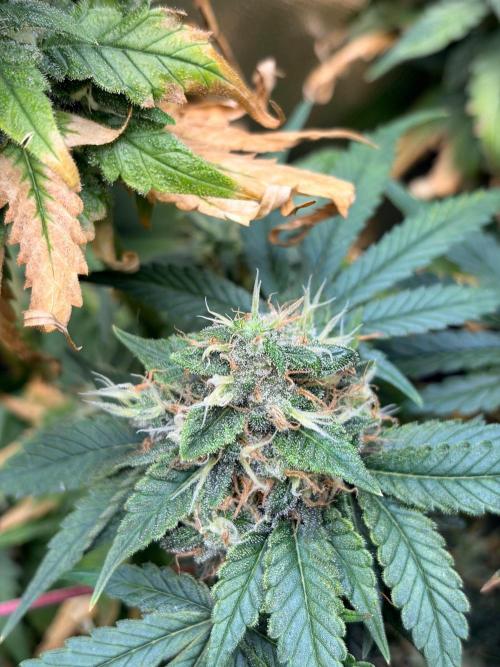 Karels Herer Haze/ AutoPot + Athena. Week 11