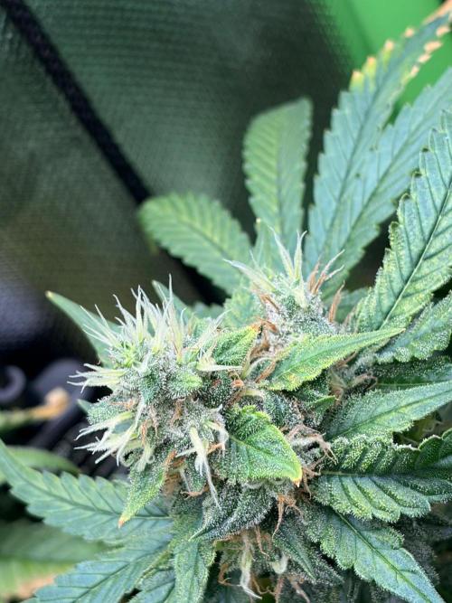 Karels Herer Haze/ AutoPot + Athena. Week 11